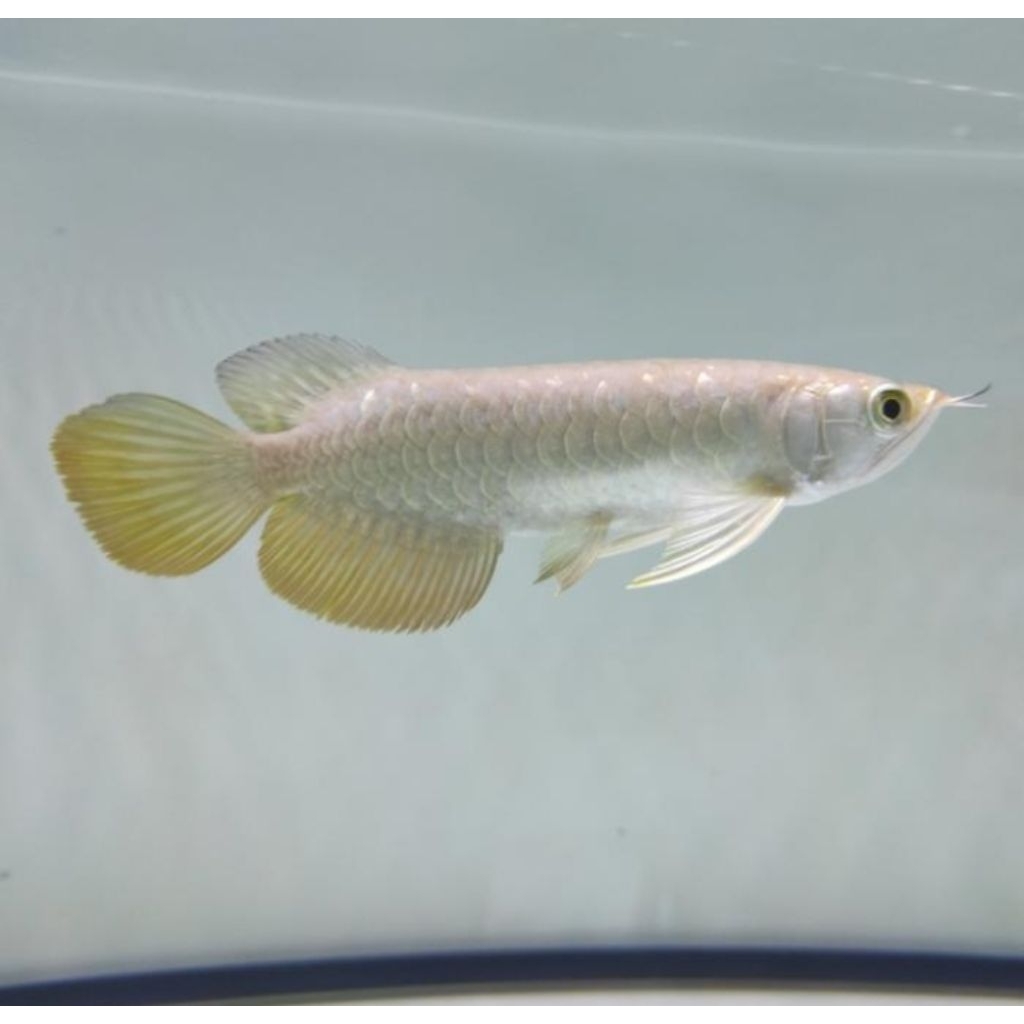 Arowana Golden Red - Ikan Hias Aquarium