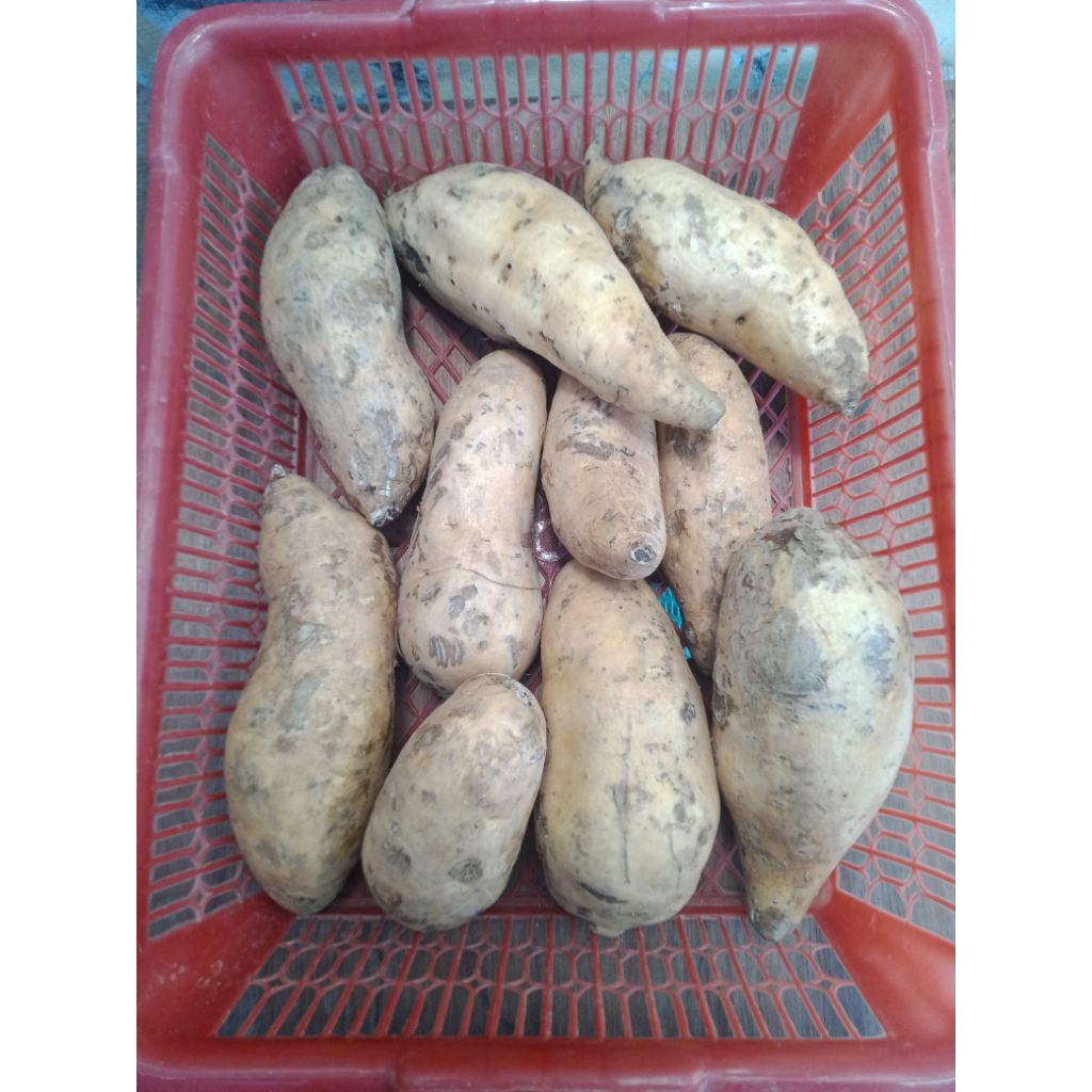 Ubi Madu Cilembu Mentah