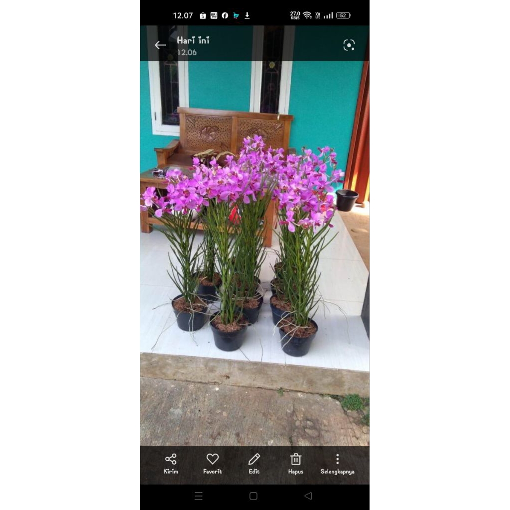 Anggrek Vanda douglass spike siap bunga || Anggrek vanda