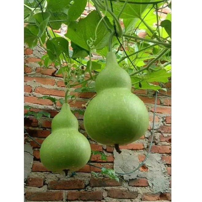 Labu botol/labu unik/labu bentuk botol/labu air segar ukuran sedang/labu segar