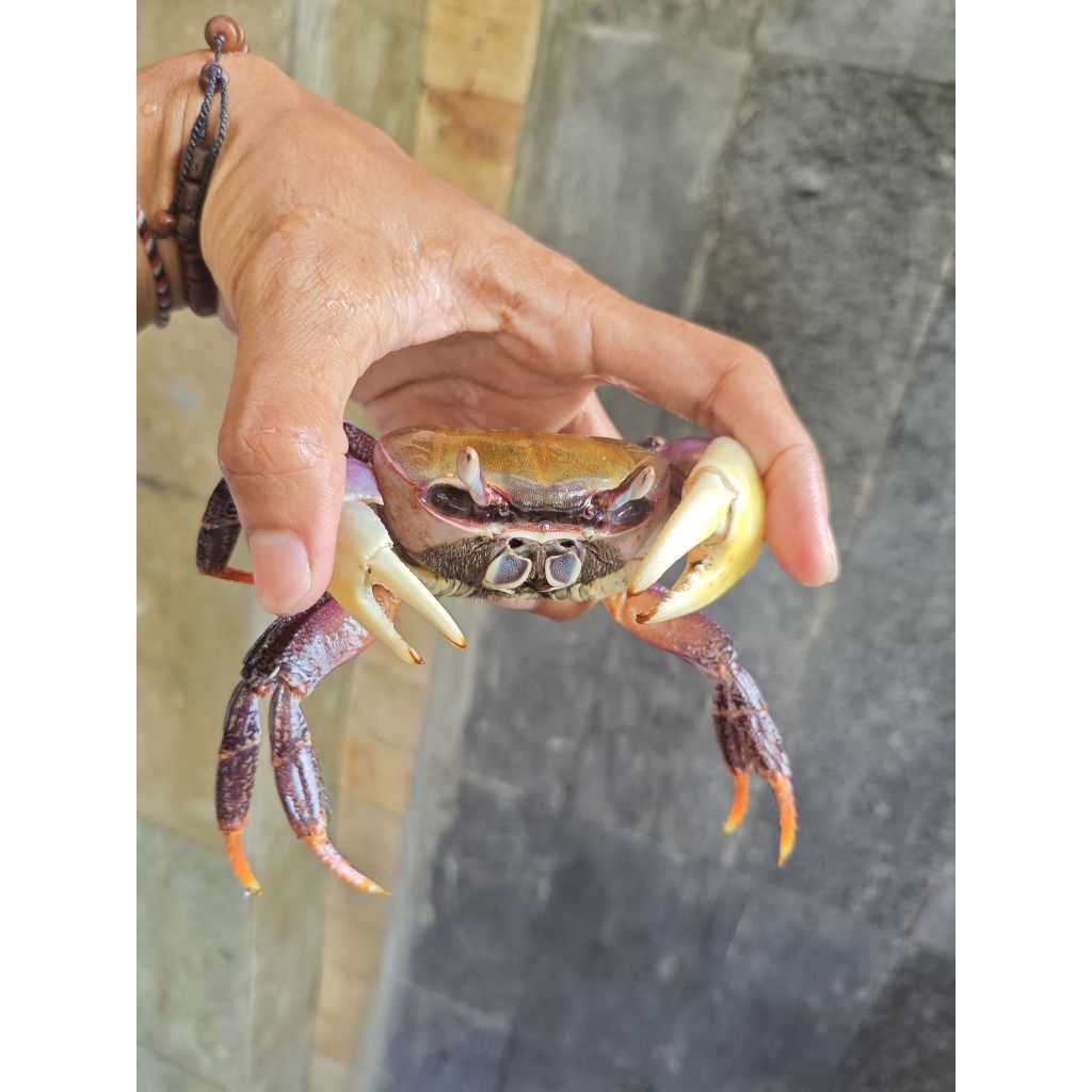 kepiting darat kepiting hias bisa jumbo