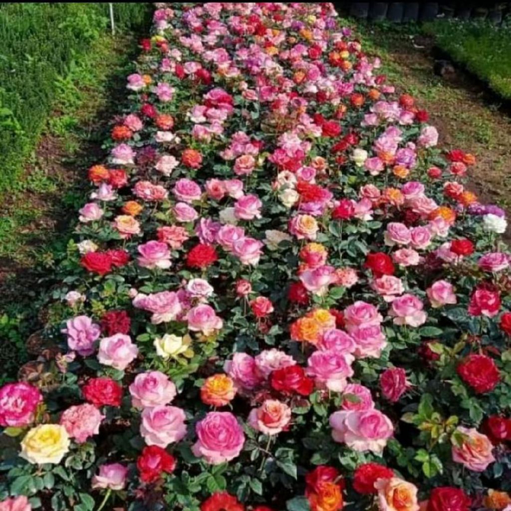 Bunga Mawar Jumbo Super Wangi - Tanaman Mawar Harum - Bibit Tanaman Bunga Mawar - Merah