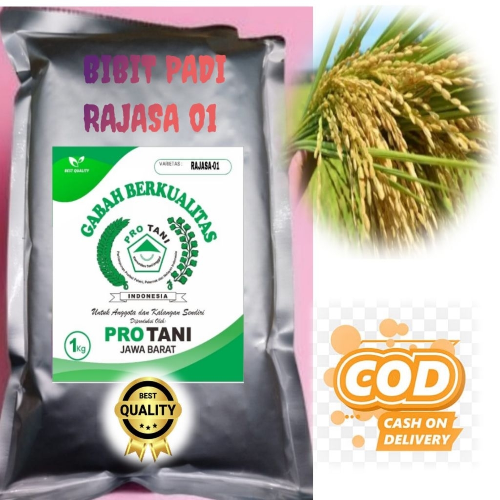BIBIT PADI VARIETAS RAJASA 01 KEMASAN 1KG