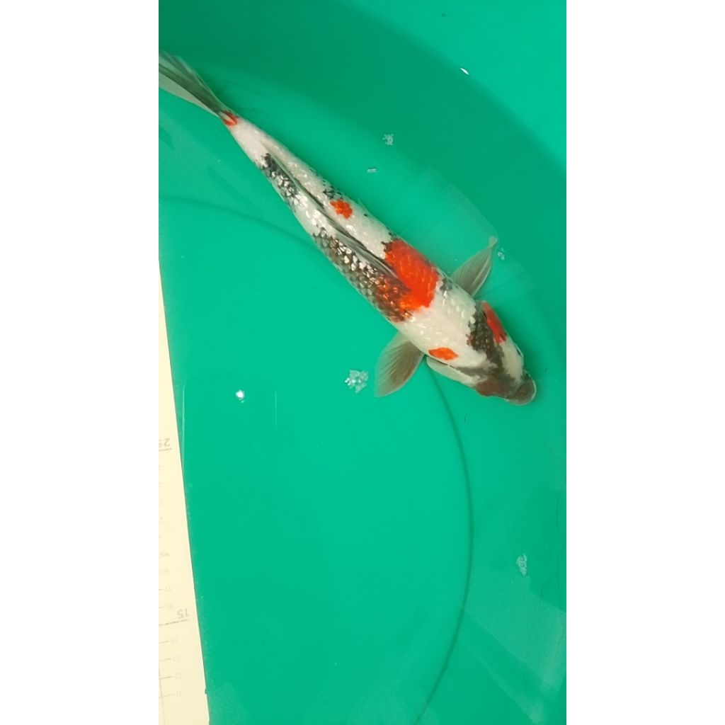 Ikan koi SHOWA Ginrin 32cm High Quality