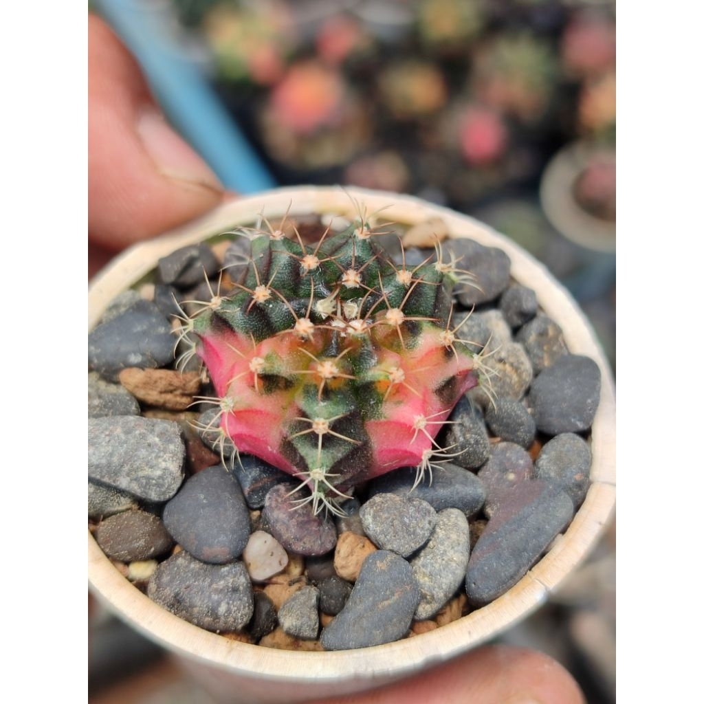 miha new hybrid varigata seedling