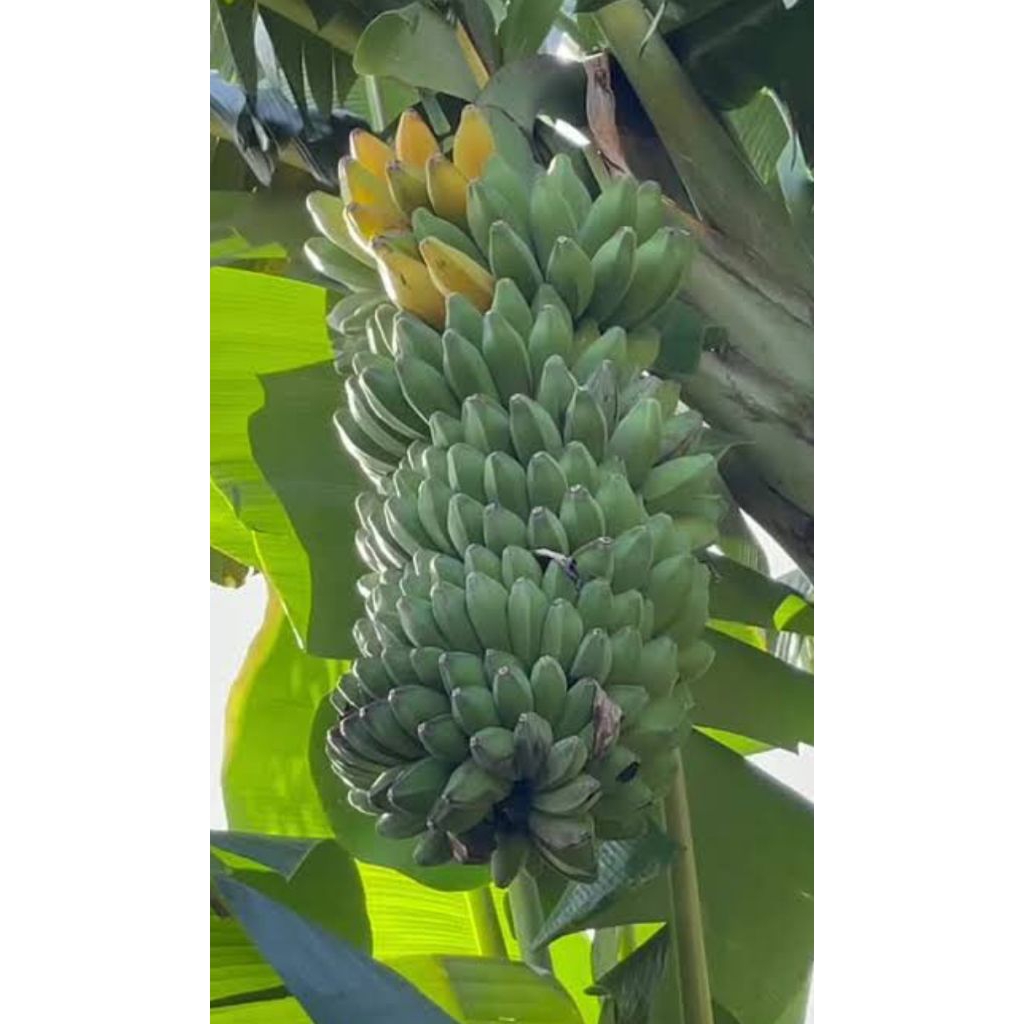 BIBIT PISANG KEPOK TANJUNG ASLI TANPA JANTUNG