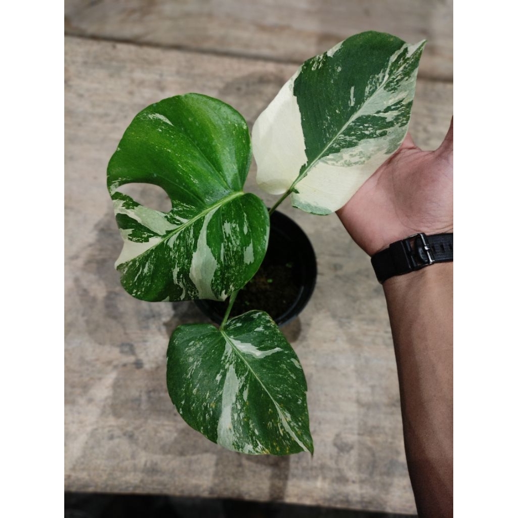 Monstera Marble Variegated