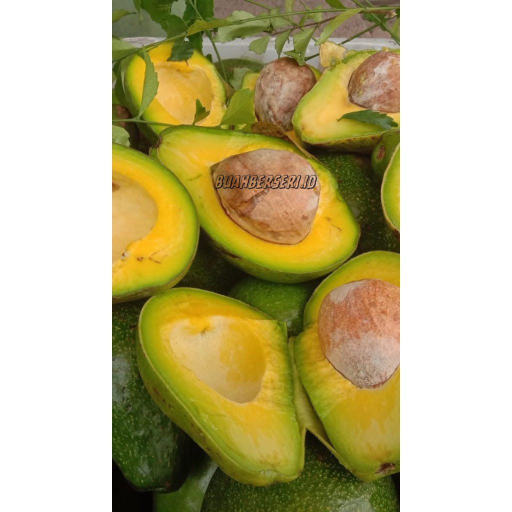 ALPUKAT MENTEGA LOKAL GARUT DAGING TEBAL 1KG 4-5 BUAH | ALPUKAT GARUT LEZAT BAGUS UNTUK KESEHATAN BE