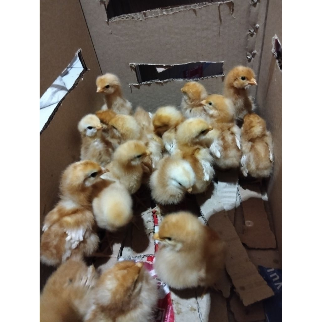 Doc Ayam Petelur Layer Platinum