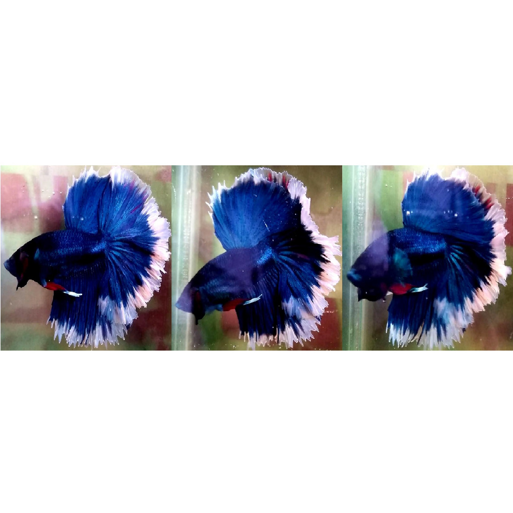 Ikan Cupang Halfmoon Blue Solid, Fancy, Butterfly,  Bonus Pakan, HMBlue01