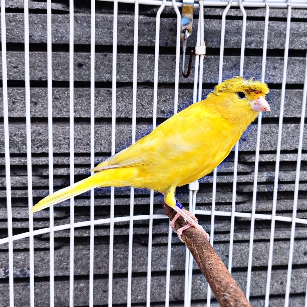 Kenari Jambul/Gloster Kuning Lemon - Jantan Gacor (Only Instant Delivery)