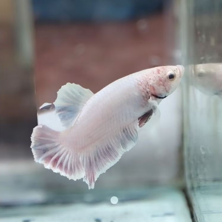Link Checkout Betta fish Cupang Hias Dumbo Ear Plakat Half Moon