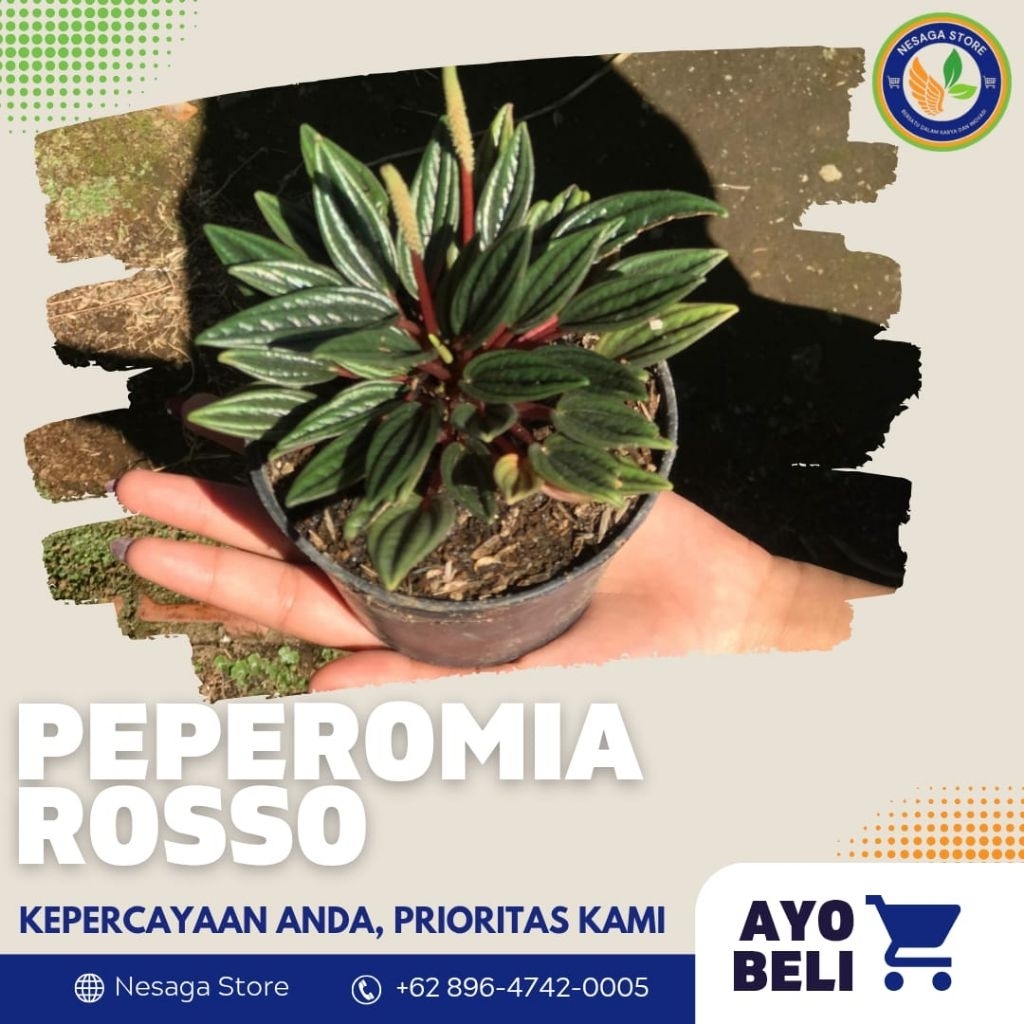 Peperomia Rosso
