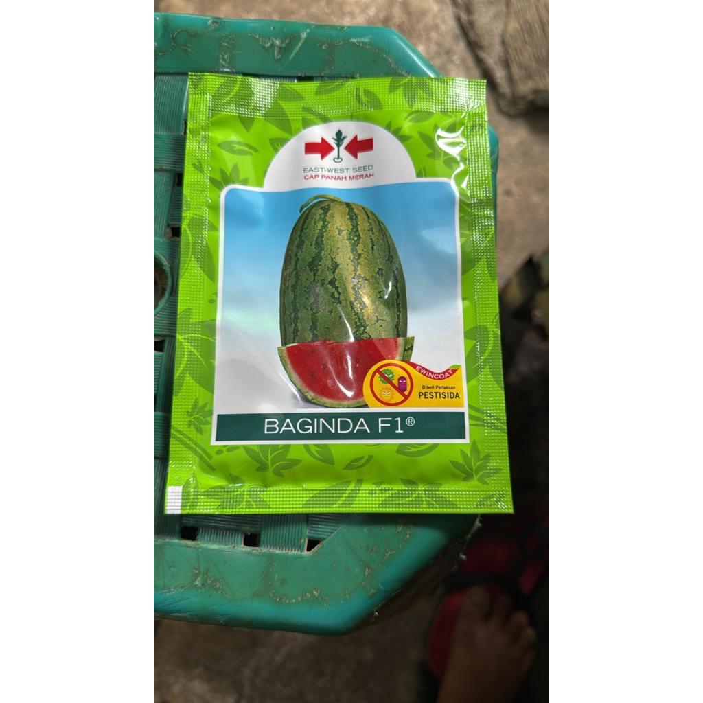 BAGINDA SEMANGKA F1 380 BUTIR