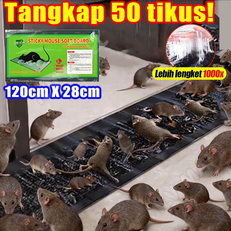 lem tikus super lengket ampuh lem tikus ampuh buat tikus besar perekat tikus super kuat lem perangka