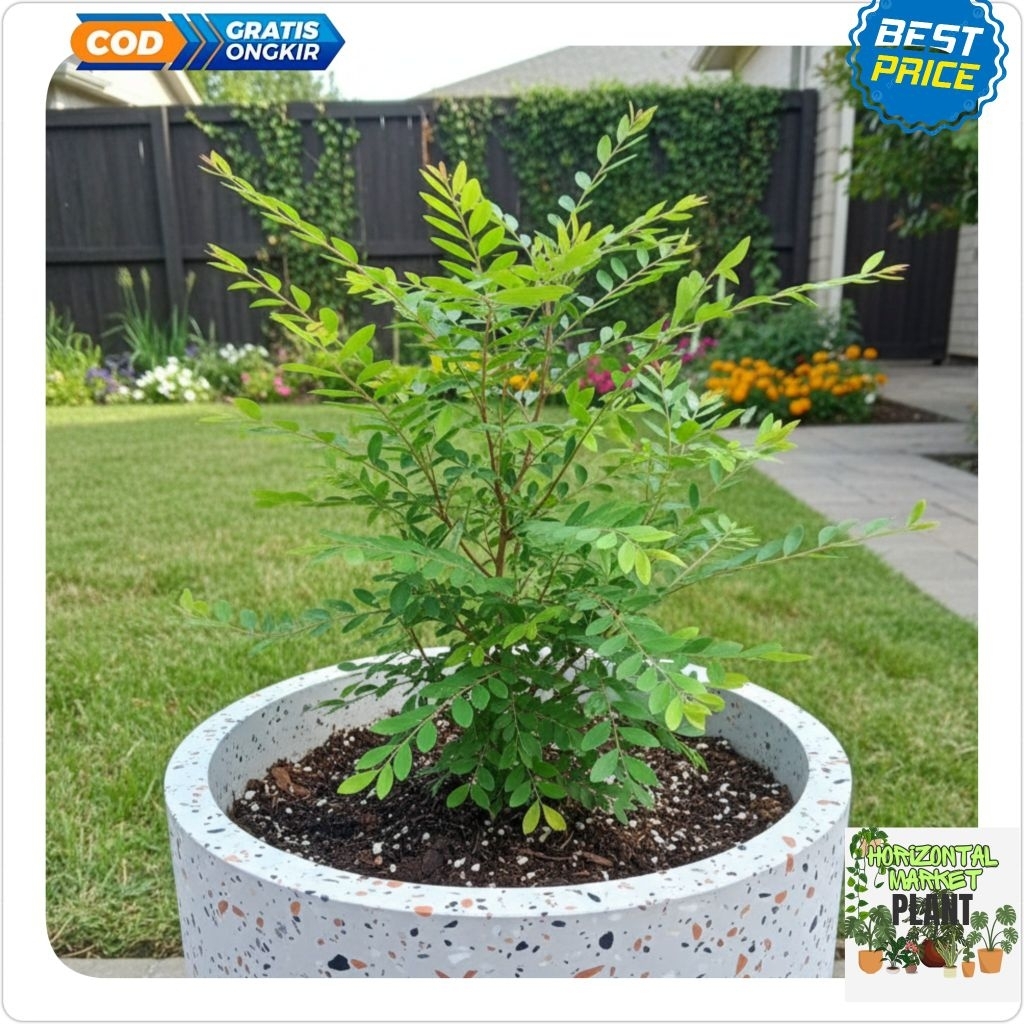 Tanaman hias cendrawasih-cendrawasih