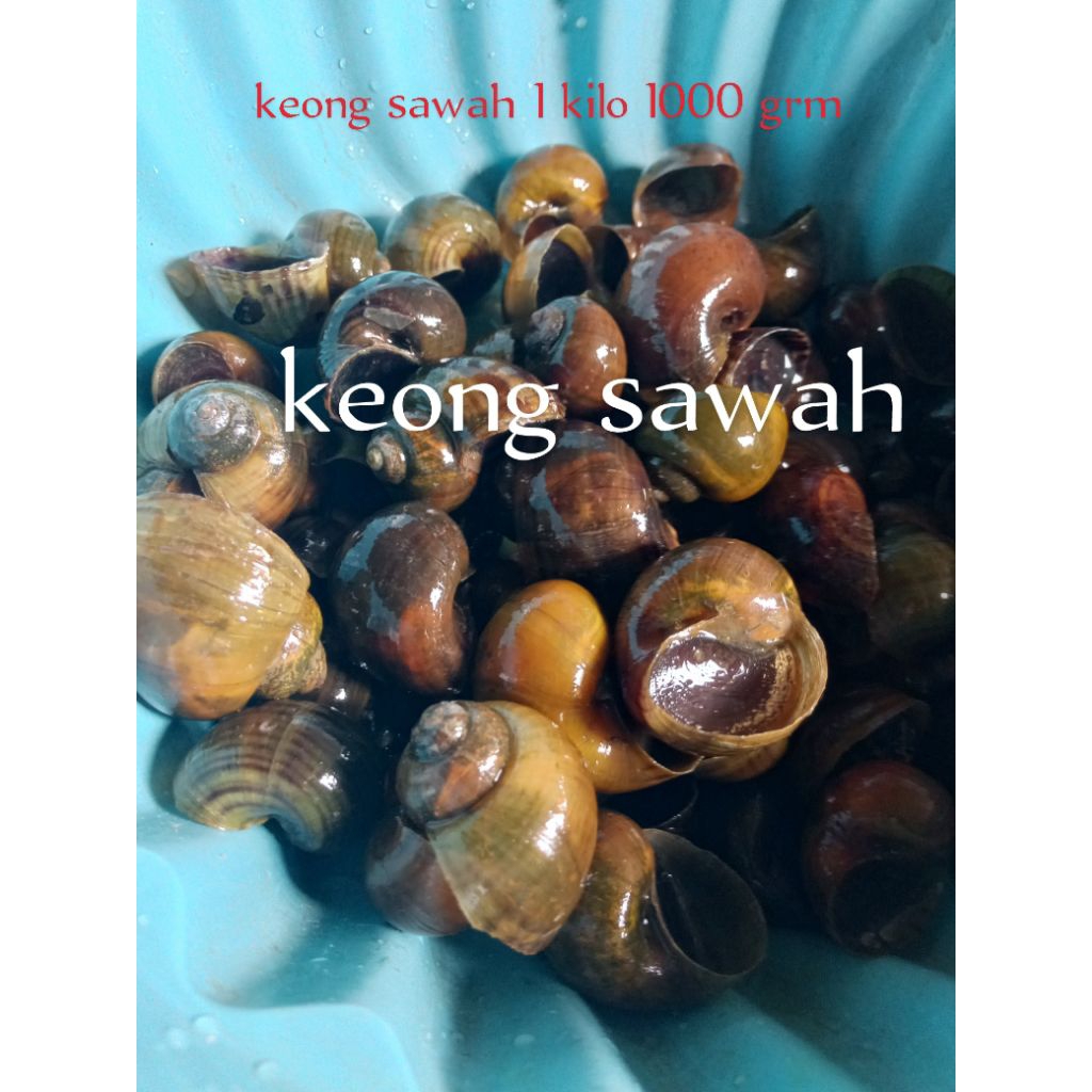 keong sawah pakan ternak  500 gram