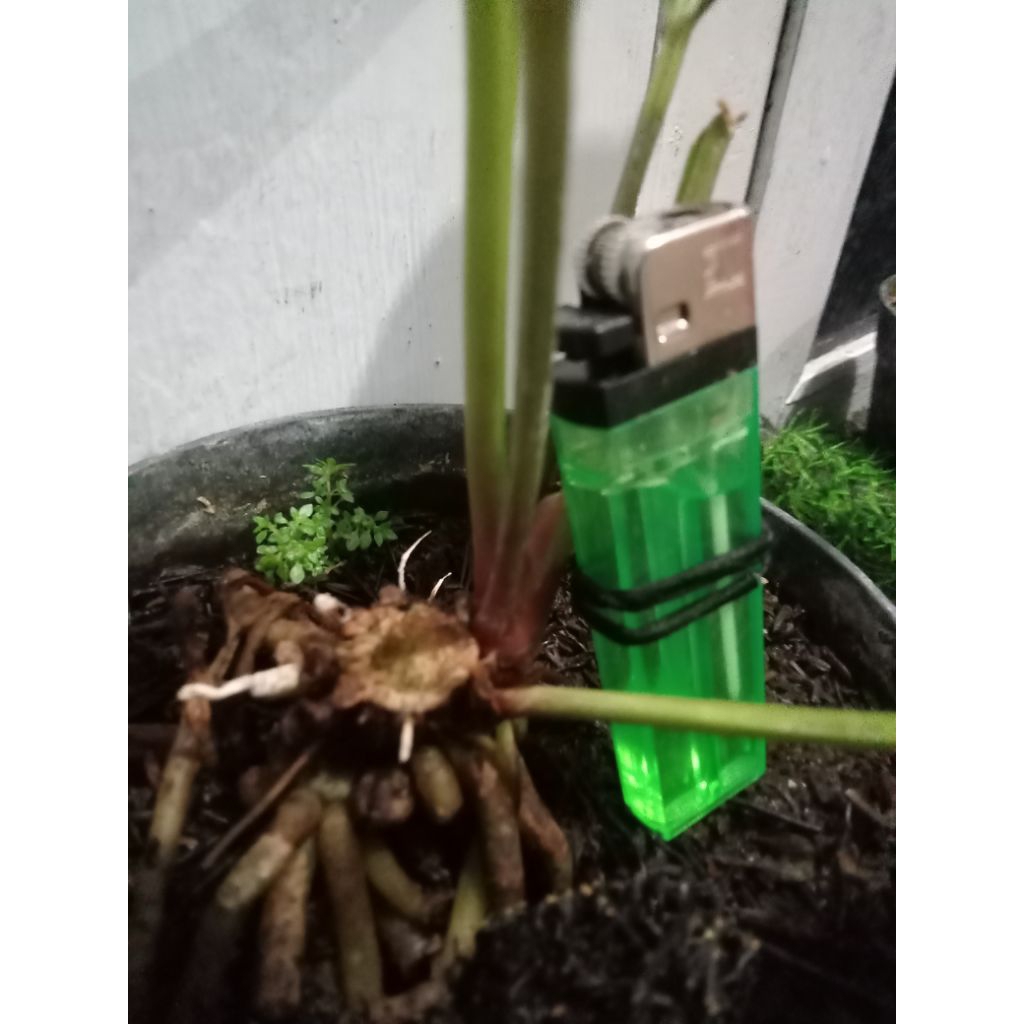 Anthurium Black dragon