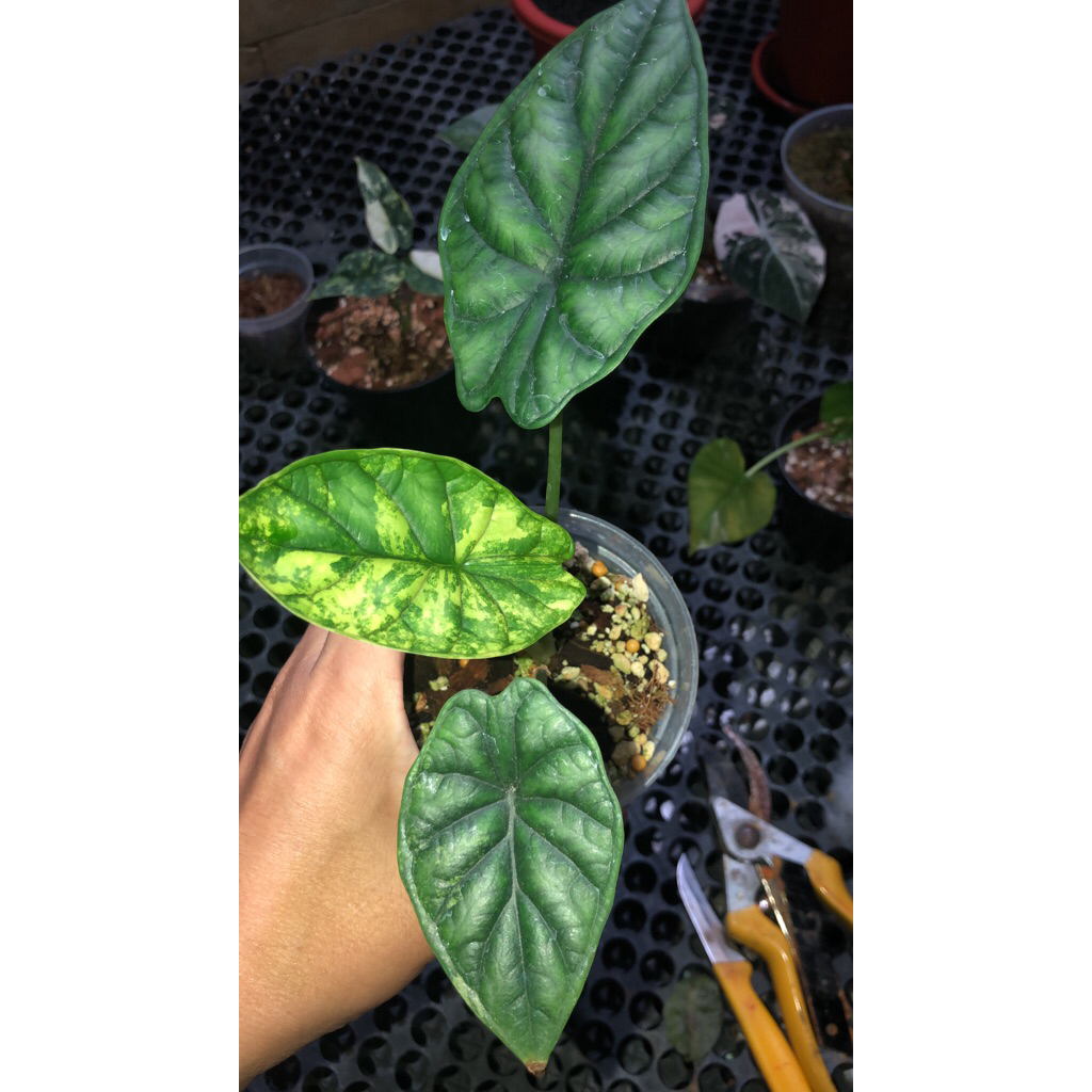 ALOCASIA BAGINDA ‘DRAGON SCALE’ ALBO