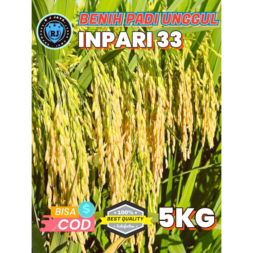 BENIH PADI UNGGUL INPARI 33 BERKUALITAS KEMASAN 5KG
