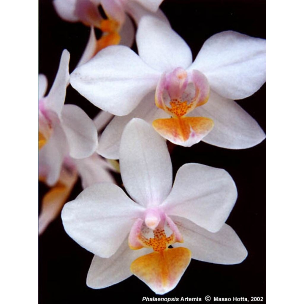 anggrek bulan remaja Phalaenopsis Artemis bibit bunga anggrek bulan primary hybrid tanaman hias sila