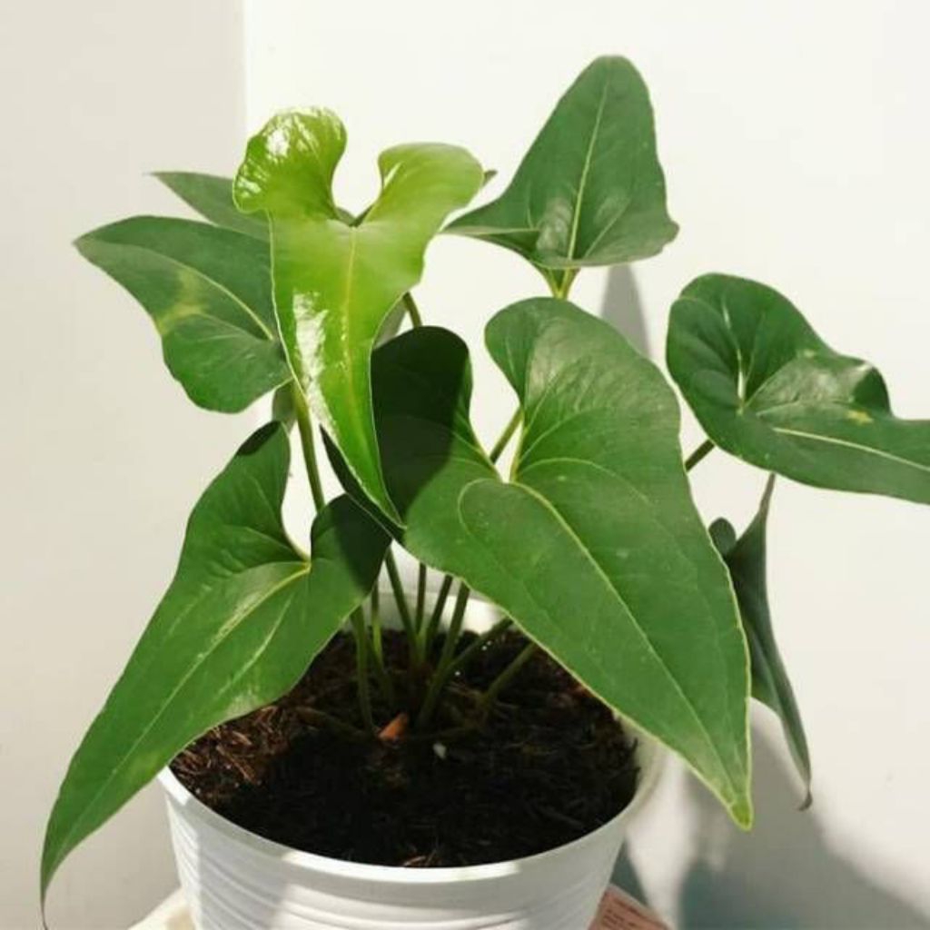 Tanaman hias anthurium corong - benih tanaman anthurium corong