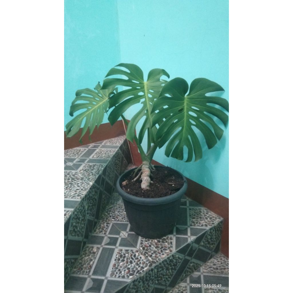 monstera king deliciosa