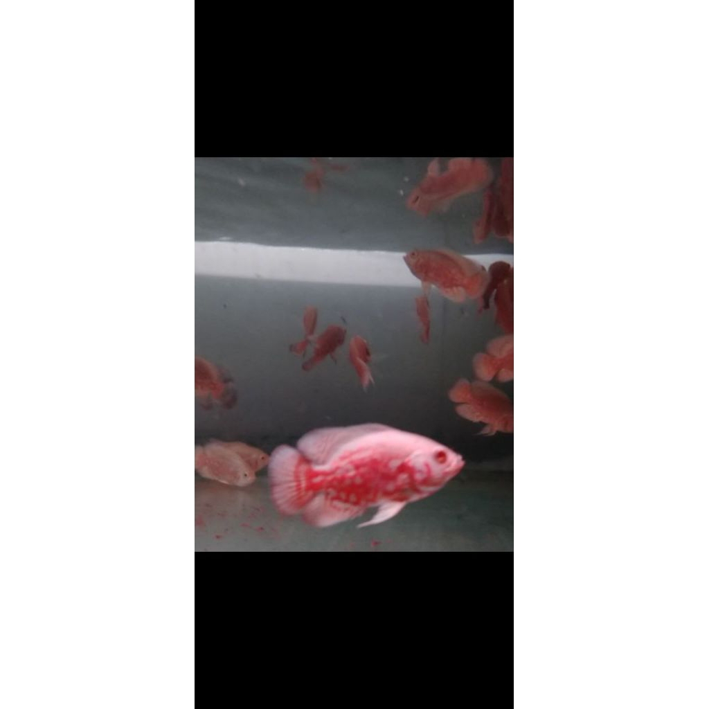 OSCAR NEMO JABODETABEK