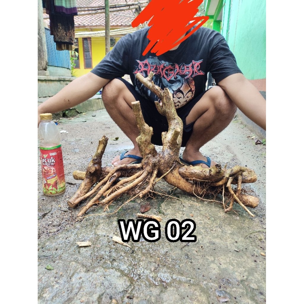 bahan dongkelan wahong gunung raaf murah