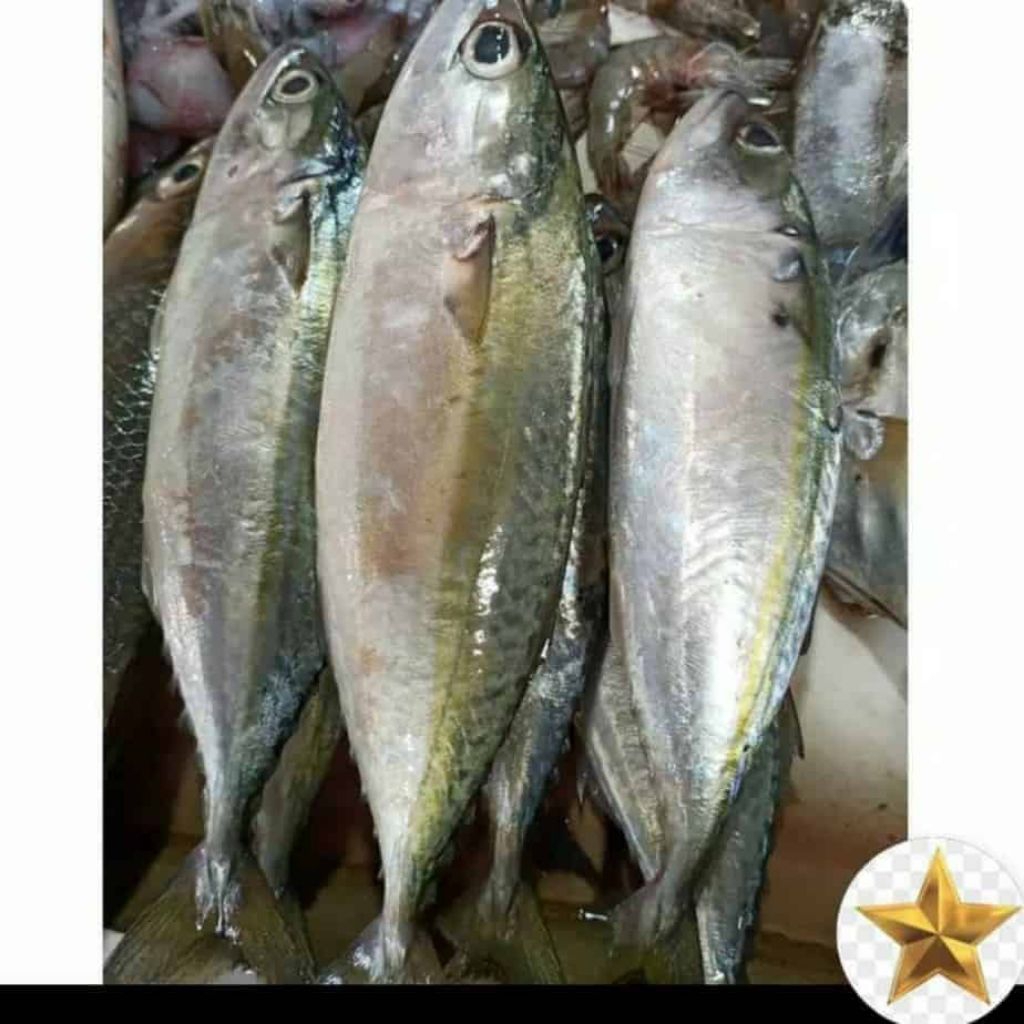 kembung layang dan kembung banjar