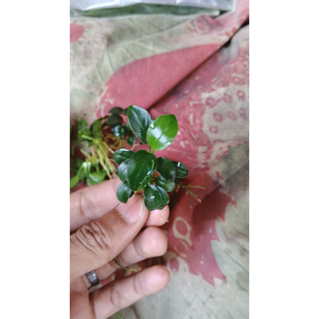 Anubias petit Aquascape