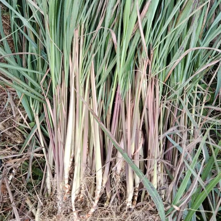 sereh merah / sereh wangi 1 kg