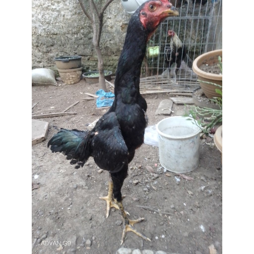 Anakan Ayam SHamoKhoy Black Bull Tulangan Tebal Besar mental Jawara