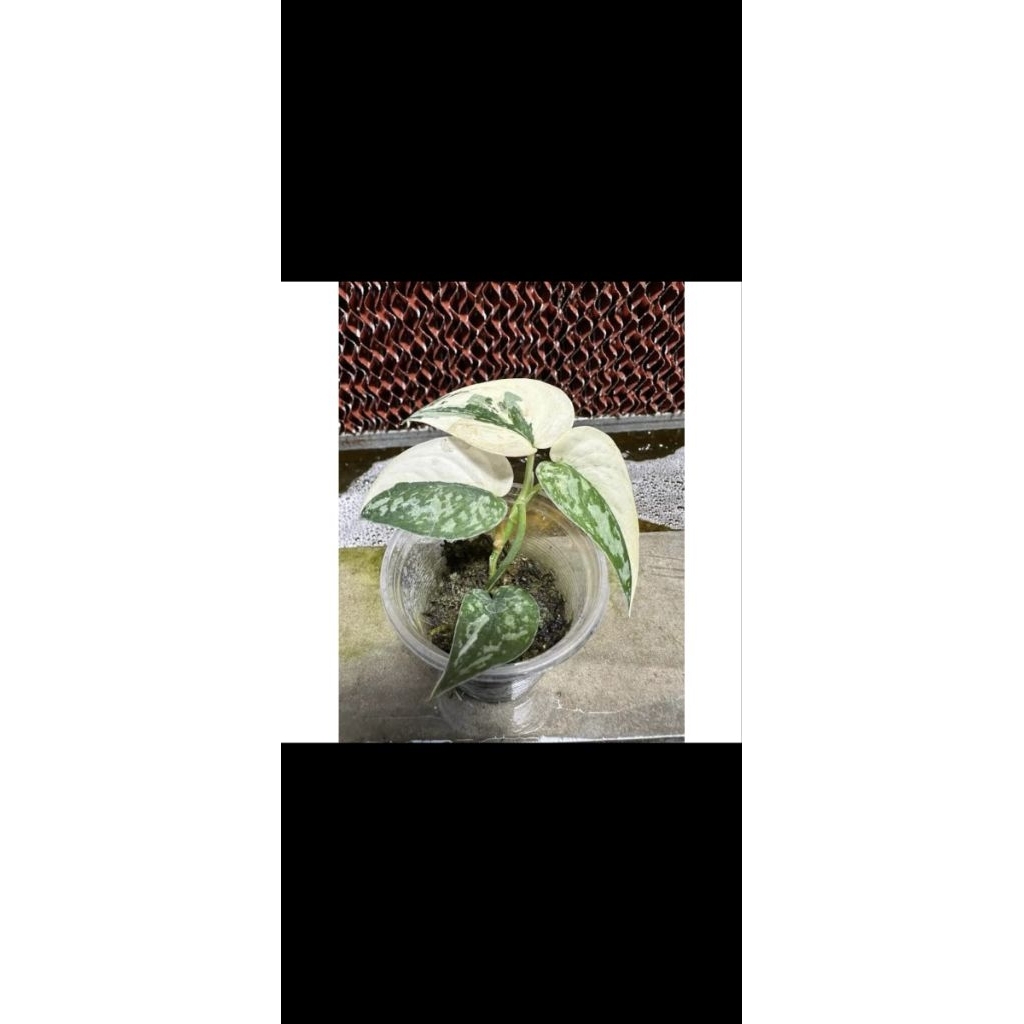 tanaman scindapsus mayari varigata rimbun