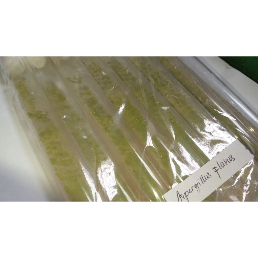 Kultur Murni Aspergillus flavus