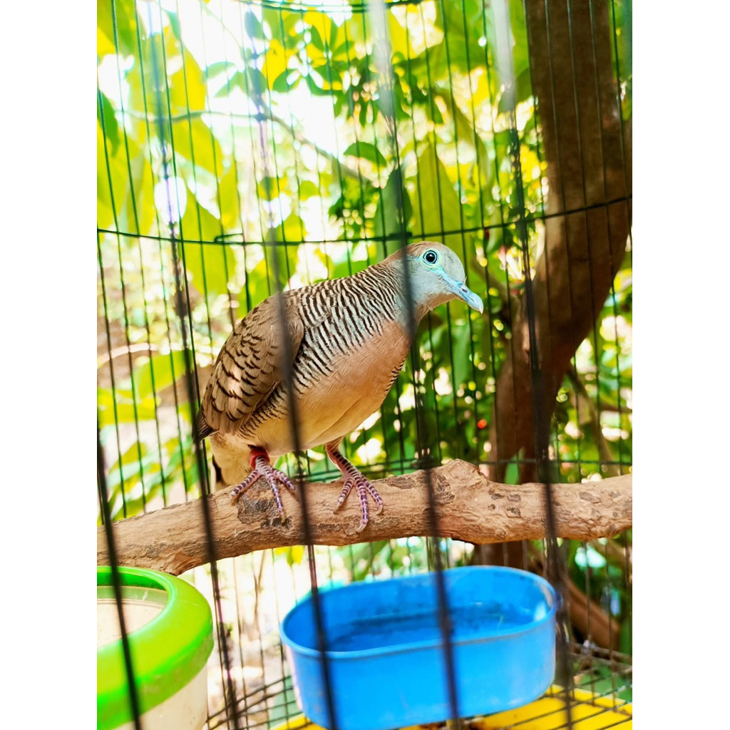 Perkutut bangkok bekur bekur 100%  asli beli 2 gratis 1