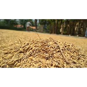 GABAH KERING BERASAL DARI PADI