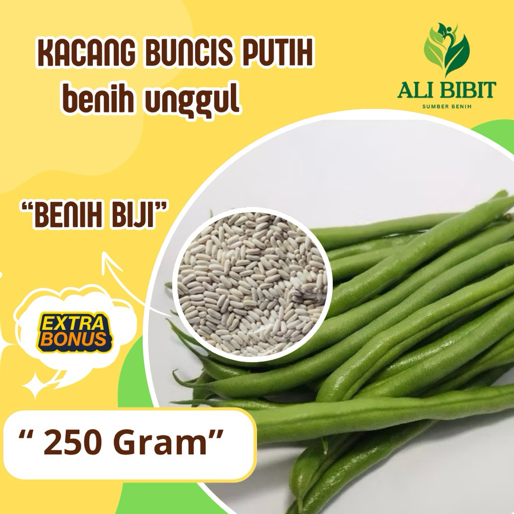 250 Gram> Biji Kacang Buncis Putih Baby>Bibit Benih kacang Buncis Putih>Bonus Benih