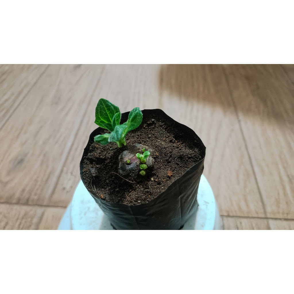 Bibit umbi yakon bertunas