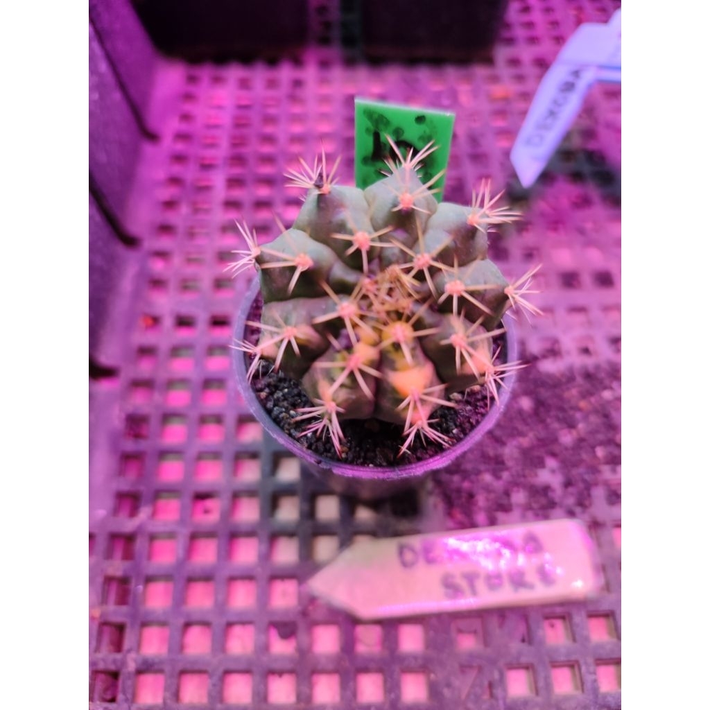 Tanaman hias hidup kaktus gymno miha Lucky Yellow #LY 5