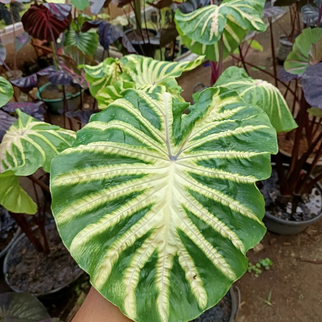 Colocasia Hybrid White Lava cantik size remaja siap pajang SBA