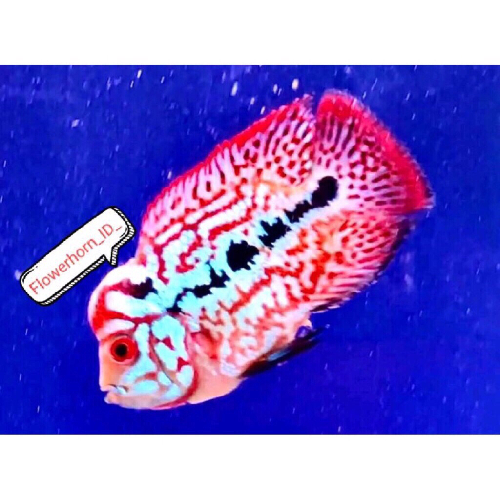 Burayak Louhan Kamfa V8 Ori Thailand