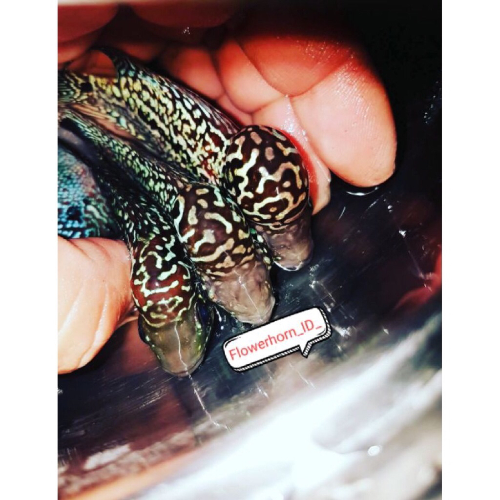 Paket 3Ekor Burayak Louhan Twotone ( F2/F3/V8) Ori Thailand