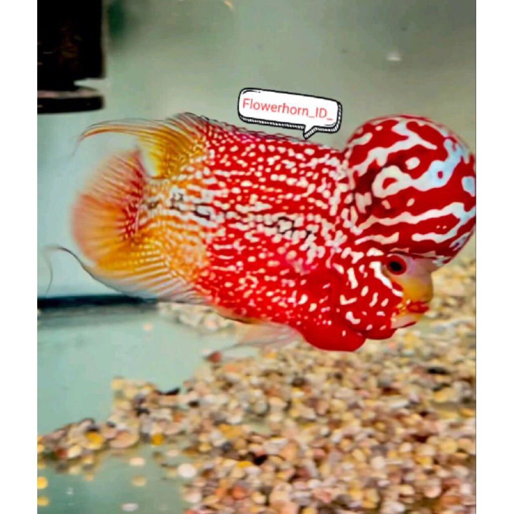 Burayak Louhan Kamfa F3 Twotone Gen Ori Thailand