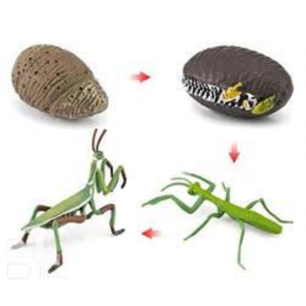 telor belalang daun 1 biji