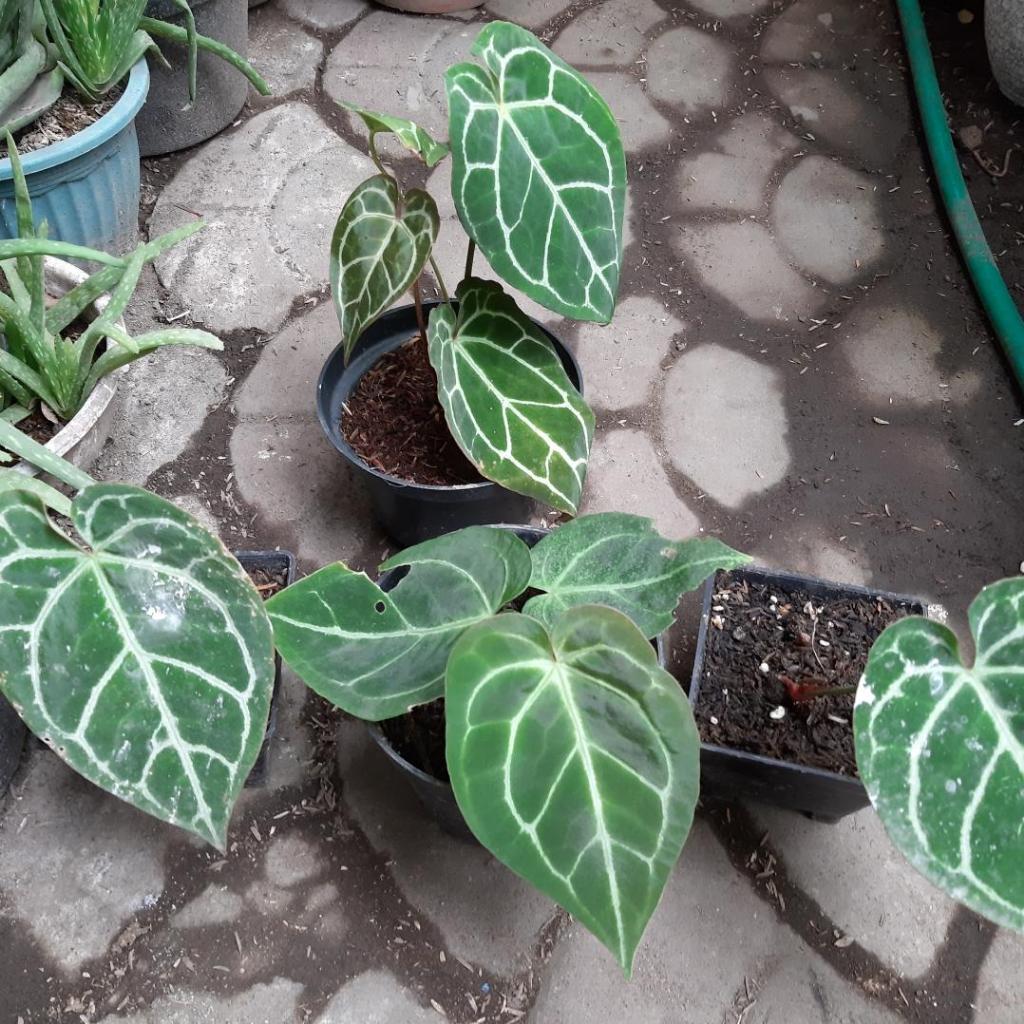 kuping gajah magnificum