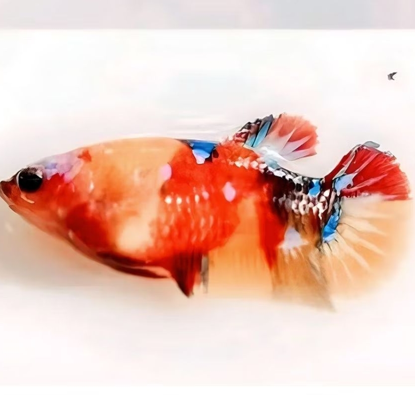 female multi colour yellow base orange base