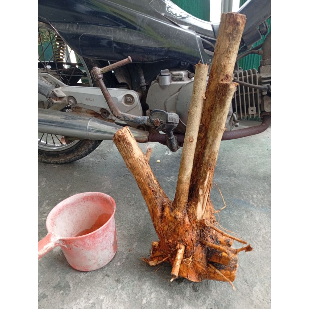 sisir dangkelan akar batang tanaman sisir bahan bonsai