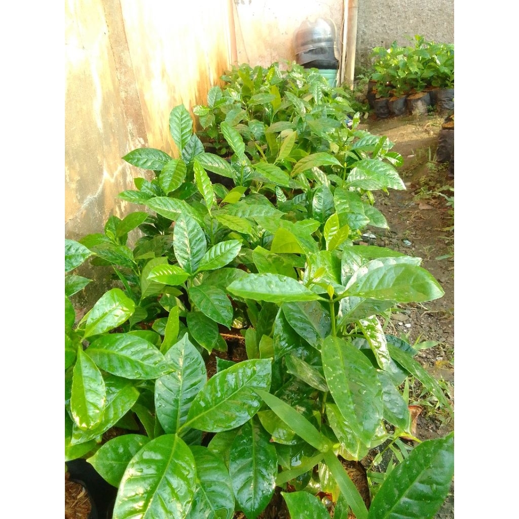 Bibit kopi Arabika Gayo