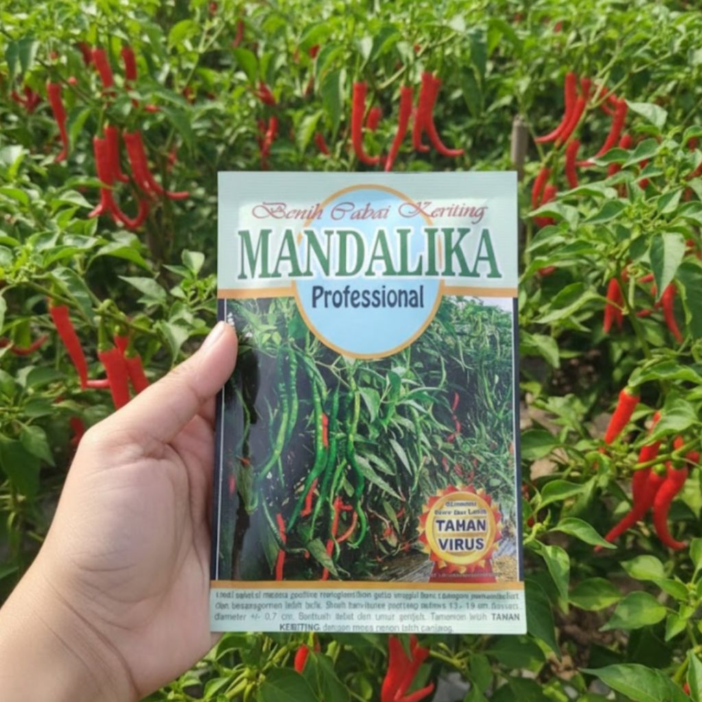 Benih Bibit cabe keriting lokal tahan Virus Mandalika 10 gr